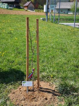 Lipovec v KS Šentjur - Rifnik.